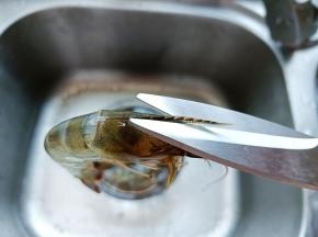 用剪刀剪去虾枪和虾须。