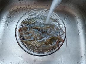 新鲜的对虾煮汤味道更鲜美！