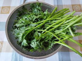 将皇帝菜摘掉老叶，掰掉下面一截的硬杆，洗干净。