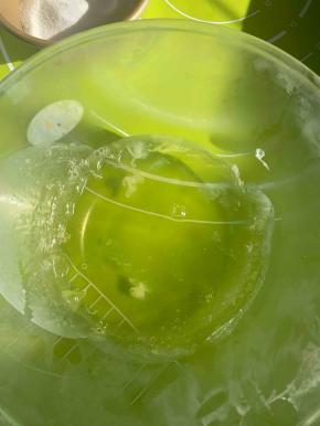 蛋白周围起冰渣子取出，开始打发蛋白，先加入柠檬汁