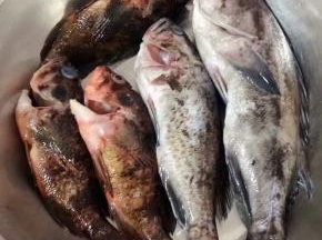 买到鲜活的黑鱼摘去鱼鳃和内脏清洗干净