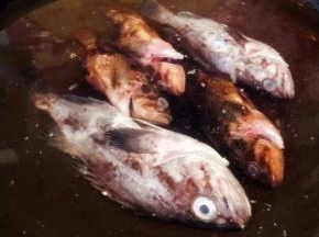 锅中倒入适量清水放入处理干净的黑鱼大火煮起来