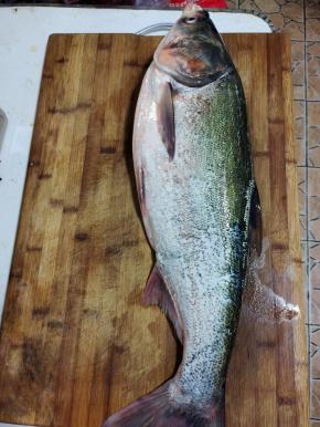 鲢鱼去腮，去牙齿，去内脏，去黑膜，清洗干净备用！