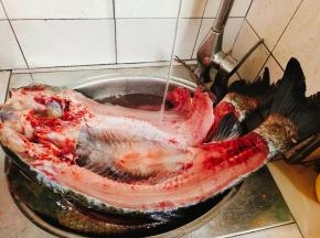 草鱼买回来，去掉鱼鳞，去内脏，去鱼鳃，去鱼肚子里面的黑膜，清洗干净，再去掉鱼鳃旁边的牙齿，减少鱼腥味！