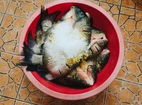 放入食用盐1500克！(我这里有100斤的鱼)