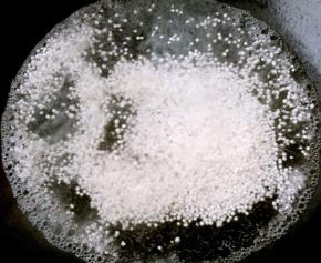 锅中烧开水放入适量的西米大火煮起来