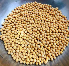 买回来的新鲜黄豆准备做一道经典小菜