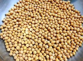 买回来的新鲜黄豆准备做一道经典小菜