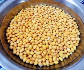 浸泡好的黄豆看起来非常饱满