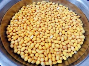 浸泡好的黄豆看起来非常饱满