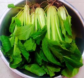 朋友从农村地里刚刚摘回来的小白菜超级新鲜