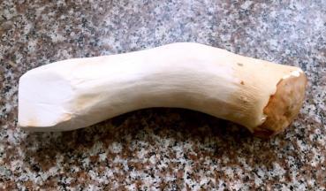 准备一根杏鲍菇洗净备用