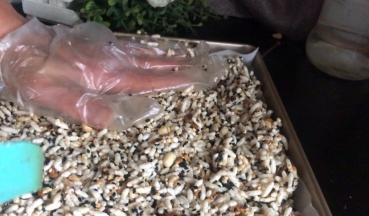 把拌好的米泡倒在烤盘上，铺平、按压