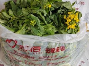 在婆婆家拿的白菜苔，好大一袋子啊！不用洗，直接拿来下锅烫就好！洗了的容易变质腐烂！