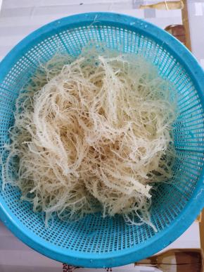 泡好的龙须菜捞出沥干水分备用！