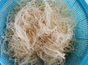 泡好的龙须菜捞出沥干水分备用！