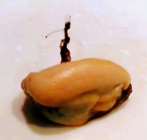 依次取出海虹肉肉摘掉中间的杂质