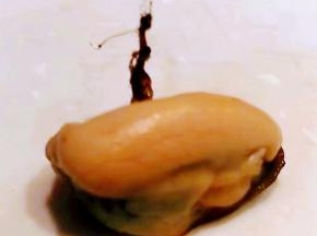 依次取出海虹肉肉摘掉中间的杂质