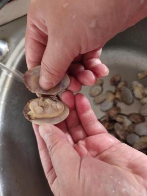 焯好水的花甲放在水龙头下冲洗干净残留的泥沙，把另一半的空壳掰掉扔了！