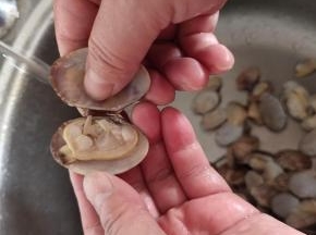 焯好水的花甲放在水龙头下冲洗干净残留的泥沙，把另一半的空壳掰掉扔了！