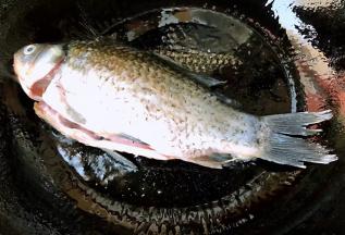 锅中倒入底油加热放入鲫鱼中火慢煎