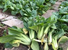 现摘的白菜