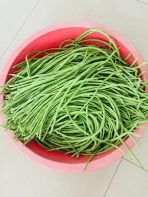 刚从地里摘回来的豇豆，选择嫩嫩的饱满的豇豆，把有虫的部分摘出来，掐去两头，不用洗！（豇豆本身也不脏，不用洗，直接腌制，吃的时候再清洗一下就好了！这样可以防止豇豆洗的时候水份没彻底晾干，容易变质的问题！）