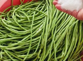 把豇豆放在盆子里，撒上适量的盐！（盐不要放的太多，和平时炒菜差不多的盐就可以了！这样可以促使豇豆快速的发酵变酸，盐如果太多就只有咸味，没有酸味了！）