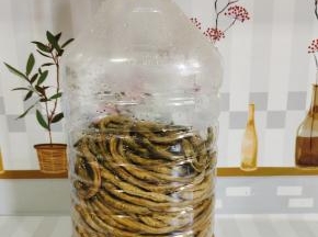 吃的时候，用铁丝把酸豇豆钩出来，也可以简单粗暴地，直接用刀从瓶子中间切开！取酸豇豆！（开盖的时候要小心哦，里面密封太紧，发酵的时候有气体，容易瓶盖爆开！我今天开的时候瓶盖就爆开了，吓死宝宝了！）