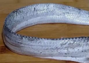 新鲜的带鱼去头和内脏剪去鱼鳍备用