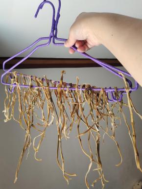 这就是晾晒了一周的笋干！