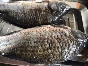 鲫鱼清洗干净，沥干水分