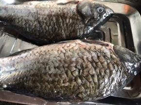 鲫鱼清洗干净，沥干水分