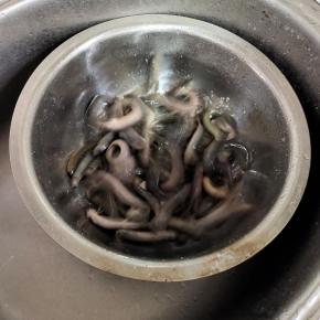 放入一勺盐和适量的料酒，让它好好蹦跶蹦跶！腌制30分钟左右，把泥鳅肚子里的脏东西都吐出来！