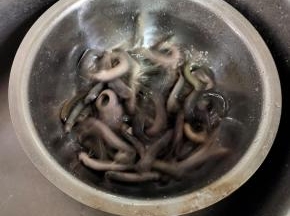 放入一勺盐和适量的料酒，让它好好蹦跶蹦跶！腌制30分钟左右，把泥鳅肚子里的脏东西都吐出来！