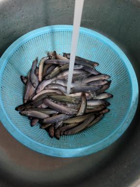 加入清水清洗一下，洗掉泥鳅表面的粘液！