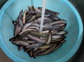 加入清水清洗一下，洗掉泥鳅表面的粘液！