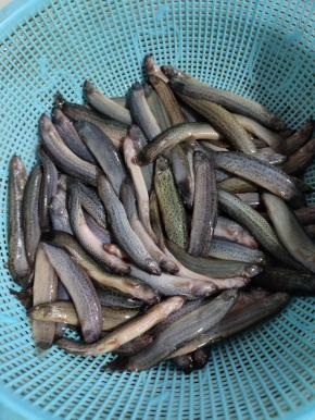 捞出沥干水分备用！