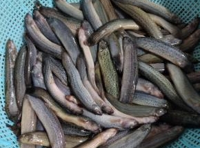 捞出沥干水分备用！