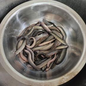 老公钓的活蹦乱跳的泥鳅！