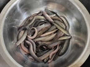 老公钓的活蹦乱跳的泥鳅！