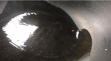 起锅放少许油烫一下锅