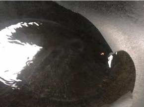 起锅放少许油烫一下锅