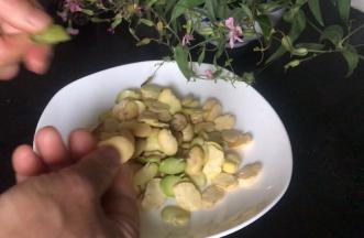 备好蚕豆仁