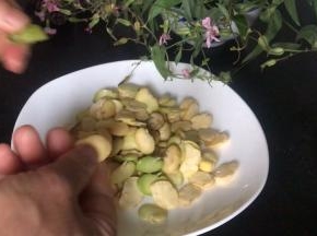 备好蚕豆仁