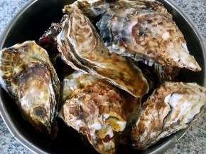 在市场买到鲜活的生蚝回来用牙刷轻轻的刷洗干净沥干水份小心的括出生蚝肉肉