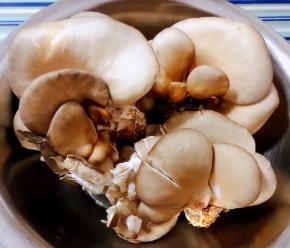 新鲜的平菇准备做一道素食美味