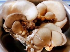 新鲜的平菇准备做一道素食美味