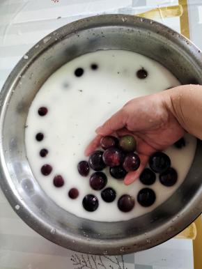 葡萄用淀粉水多清洗几遍，因为一会儿要用这个葡萄皮来煮水用！