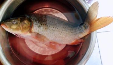 鲜活的鲤鱼商家处理掉鱼鳃和内脏冲洗干净